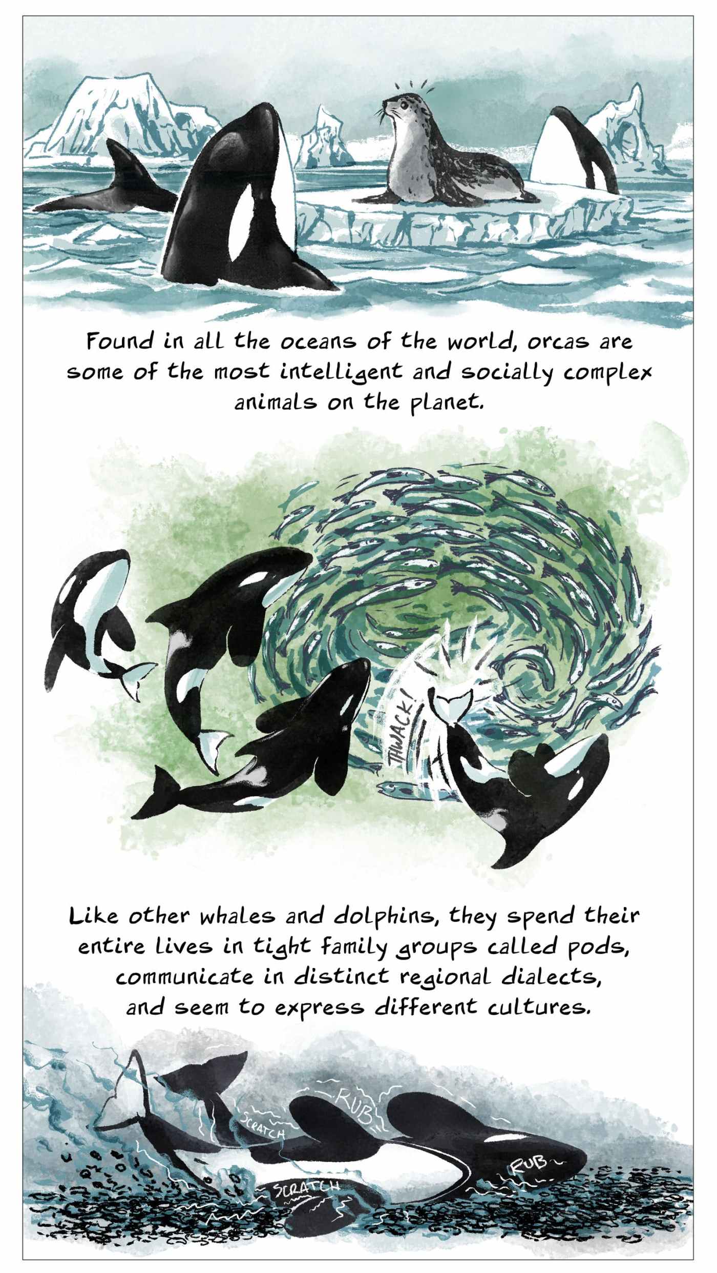Extict Orca Orcas Are Swimming Towards Extinction | The Nib