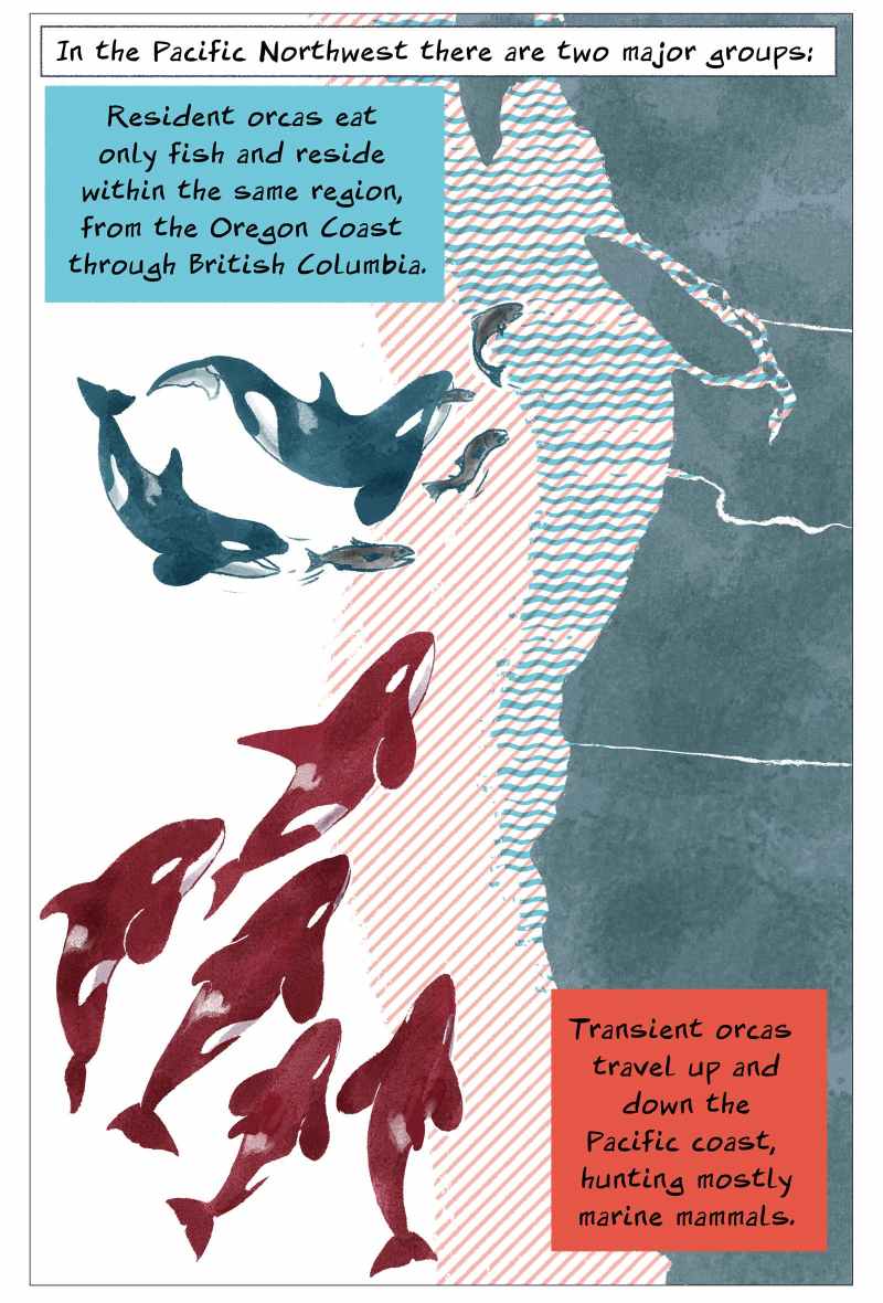 Extict Orca Orcas Are Swimming Towards Extinction | The Nib