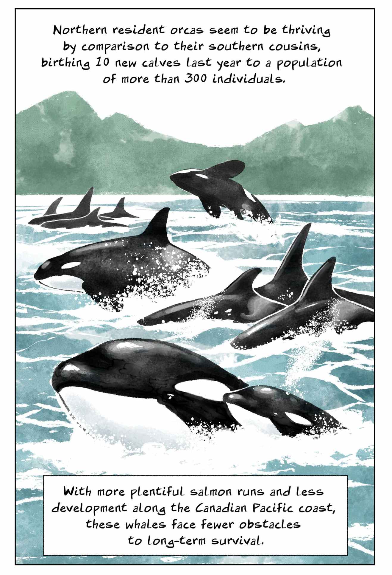 Extict Orca Orcas Are Swimming Towards Extinction | The Nib