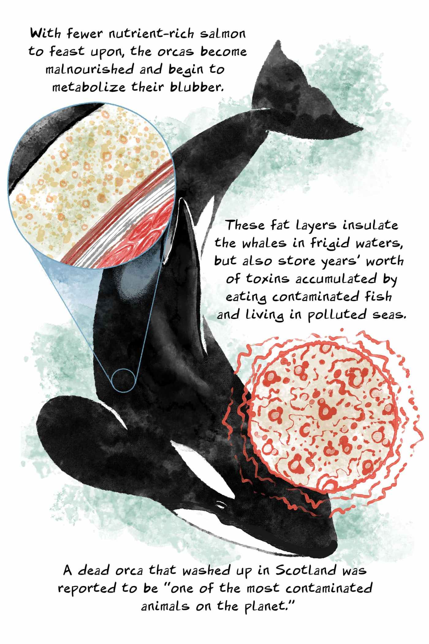 Extict Orca Orcas Are Swimming Towards Extinction | The Nib